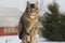 Grey tabby cat sitting on post