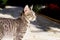 Grey tabby cat squinting at the sunlight