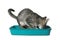 Grey tabby cat using litter tray on background. Adorable pet