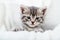 Grey tabby fluffy kitten hiding behind blanket on couch. Playful cat resting on soft white blanket at home alone. Kitten peeks out