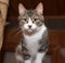 Grey tabby kitten standing on scratching post