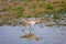 Grey-tailed Tattler