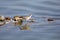 Grey-tailed Tattler