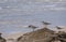 Grey tailed Tattler birds with sea in background