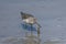 Grey-tailed Tattler catching a crab in the beach