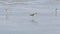 Grey tailed Tattler eating crab on mudflats. Water bird wandering for fishing in marsh land at low tide. Wading bird shallow water