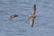 Grey-tailed Tattler flying on the sea