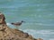 Grey-Tailed Tattler migratory shorebird with sea background