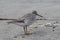 GREY-TAILED TATTLER standing on a sandy beach in spring