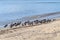 grey tailed tattlers on beach near Cairn