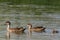 Grey Teal in Australasia