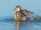 A Grey Teal Bathing