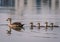 Grey Teal duck family with a group of baby ducklings on a lack, Chennai.India