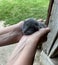 Grey teeny tiny kitten only weeks old, being held by human hands in an outdoor setting.