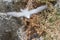 Grey Ternlet on Norfolk Island