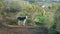 Grey tethered donkey enjoying winter sunshine in meadow one Andalusian morning