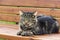 Grey thoroughbred cat is not sitting on the bench. Portrait of a cat closeup