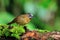 Grey-throated Babbler bird
