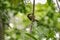 Grey-throated Babbler bird hang on the tree branch at Kinabalu n