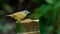 Grey-throated Babbler perching on bamboo stump