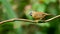 Grey-throated Babbler perching on liana branch