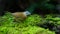 Grey-throated Babbler perching on moss lawn