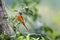 Grey-Throated Minivet perching on tree with green background