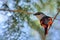 Grey-throated mountaintop bird