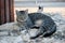 Grey tiger stripe adult cat lying on a rock