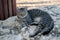 Grey tiger stripe adult cat lying on a rock