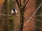 Grey tit perched in a tree