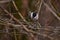 Grey tit  perched on a twig