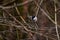 Grey tit  perched on a twig