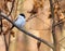 Grey tit on a twig