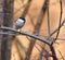 Grey tit on a twig