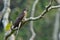 Grey to brown camouflage bird perching on tree branch in nature, Large hawk-cuckoo (Hierococcyx sparverioides