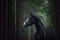 Grey trakehner mare horse standing in dark green forest