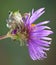Grey tree frog on aster