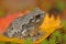 Grey tree-frog (Hyla versicolor)