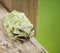 Grey Tree Frog sitting on the Railing of a Patio Deck