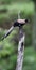 Grey treepie