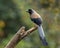 Grey Treepie