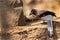 Grey treepie or Himalayan treepie Dendrocitta formosae