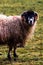 Grey Troender sheep breed looking camera side blur grassland in background, vertical shot