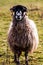 Grey Troender sheep breed looking camera side blur grassland in the background, vertical shot