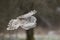 Grey Ural Owl, Strix uralensis fly through the winter forest. Beautiful bird in the nature habitat, Czech