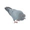 Grey urban pigeon bird vector Illustrations on a white background