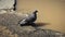 Grey urban pigeon drinks from a muddy puddle on the asphalt street.