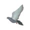 Grey urban pigeon flying, side view vector Illustrations on a white background