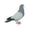 Grey urban pigeon, side view vector Illustrations on a white background